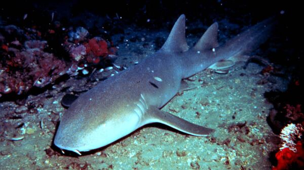 Экологи приветствуют решение сайта изъять из продажи акульи плавники
