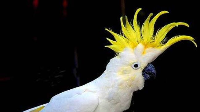 Cacatua sulphurea abbotti