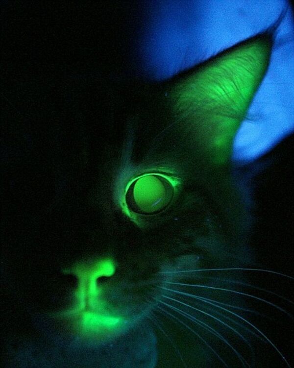 Американские ученые вывели светящуюся в темноте кошку