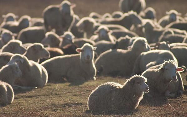 Овцы на поле. Архивное фото