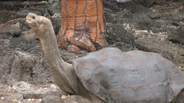 Одинокий Джордж, последняя гигантская слоновая черепаха с Галапагосских островов