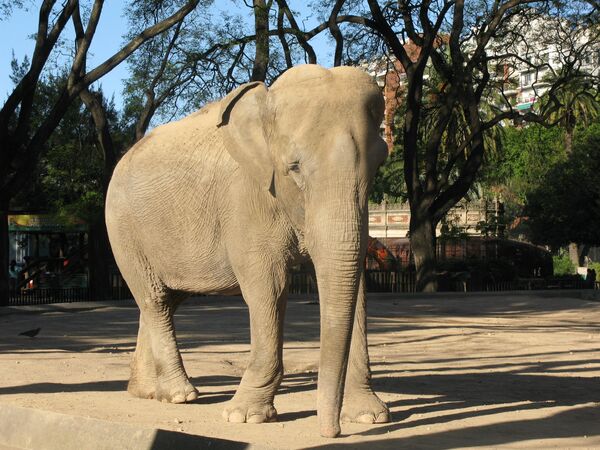 Слон в зоопарке. Архив