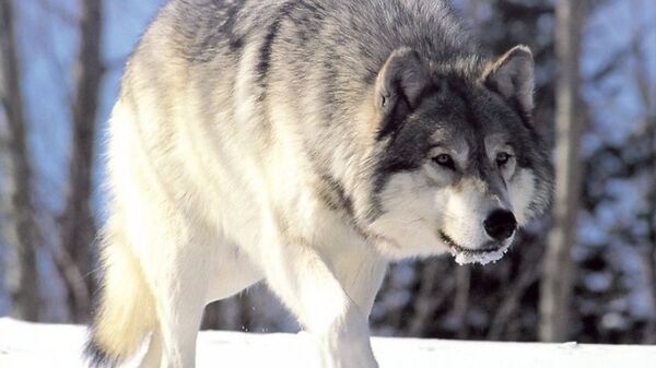 Бурятские охотники будут получать по 5 тыс рублей за убитого волка