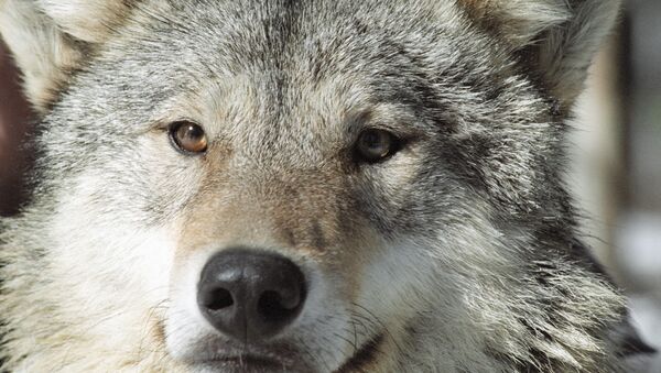 Неизвестные отравили трех волков и лисицу в национальном парке Италии
