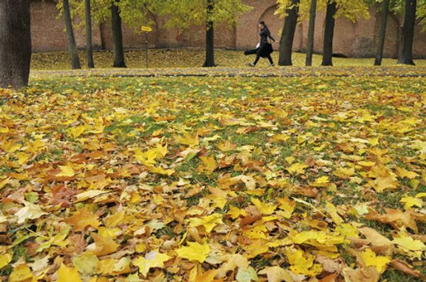 Опавшие листья не будут убирать с московских газонов. Архив