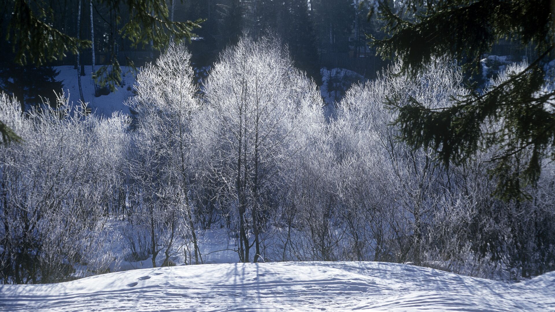 Лес зимой - РИА Новости, 1920, 05.01.2023