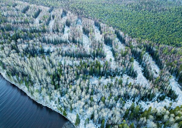 Вырубка в лесу в Прионежском районе Республики Карелия