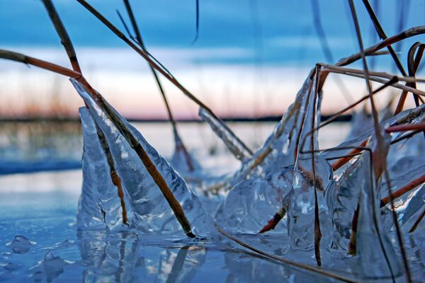 Лед на стеблях тростника на побережье Онежского озера в Карелии