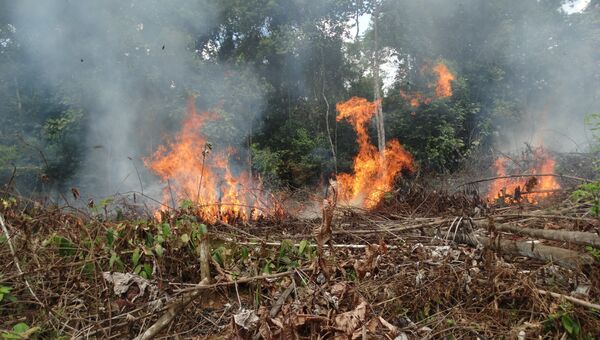 Пожары в колумбийских лесах оказались связаны с исчезновением боевиков ФАРК