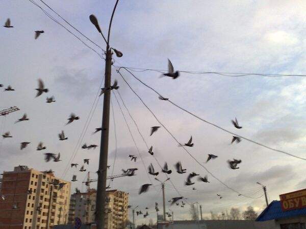 Птицы в городе