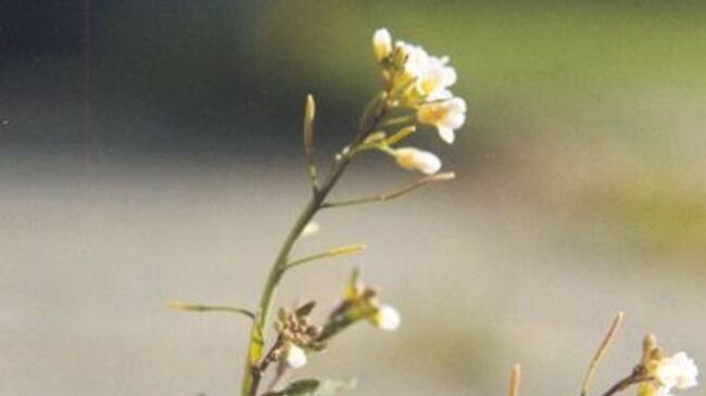 Арабидопсис (Arabidopsis thaliana)