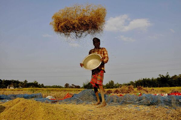 Фермер веет рис на окраине города Агартала в Индии