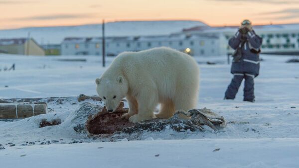 Белый медвежонок-сирота в окрестностях села Рыркайпий на Чукотке