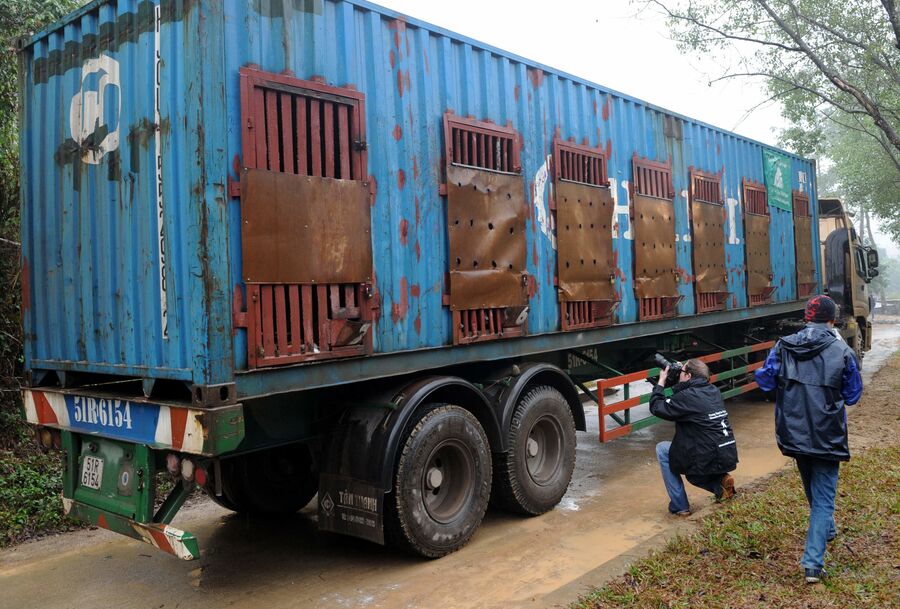 Сотрудник Фонда Животные Азии фотографирует спасенных с желчегонной фермы во Вьетнаме медведей