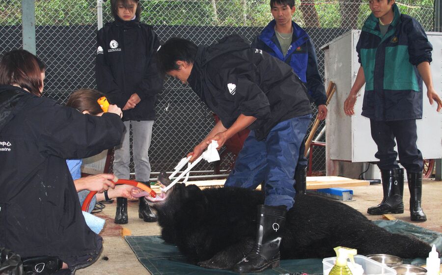 Ветеринары Фонда Животные Азии вводят успокоительное медведю в спасательном центре во Вьетнаме
