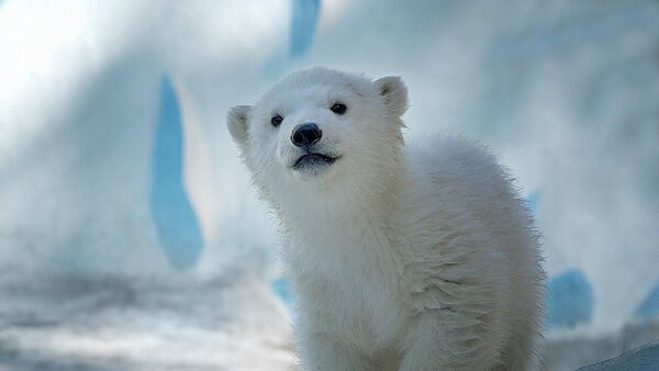 Белый медведь Ростик переехал из новосибирского зоопарка в Китай
