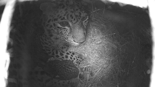 Двое детенышей краснокнижного дальневосточного леопарда родились в самарском зоопарке