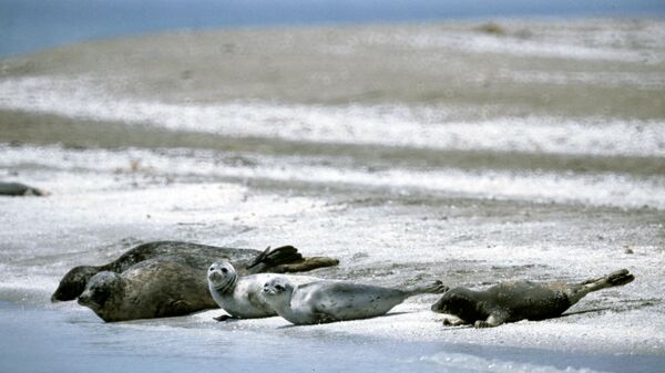 Каспийские тюлени