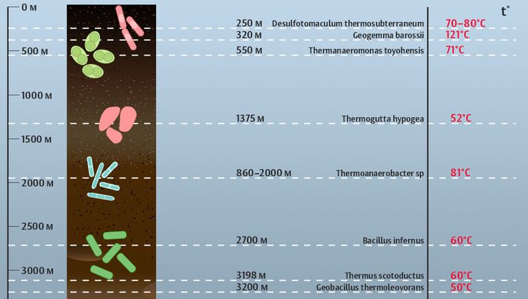 Микроорганизмы, обитающие в глубинной биосфере Микроорганизмы, обитающие в глубинной биосфере
