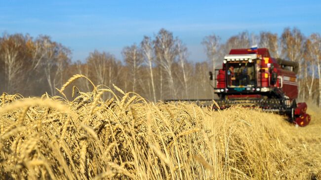 Уборка урожая яровой пшеницы