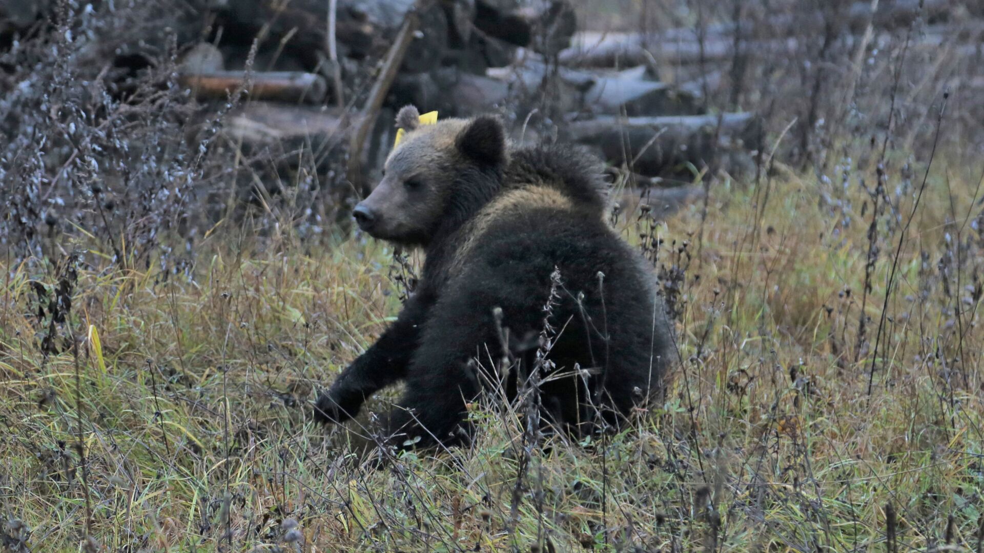 Медведи в подмосковье. Медведь в Лосином острове. Медведи в Москве. Лосиный остров Москва медведи.