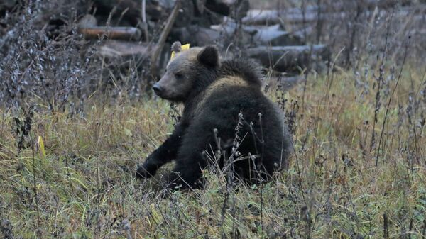 Медвежонок, найденный в ТиНАО Москвы, на территории заповедника в Тверской области
