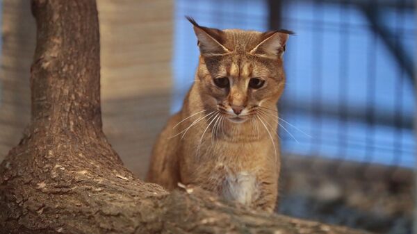 Кошка породы каракет на выставке самых редких домашних кошек в Ботаническом саду МГУ Аптекарский огород