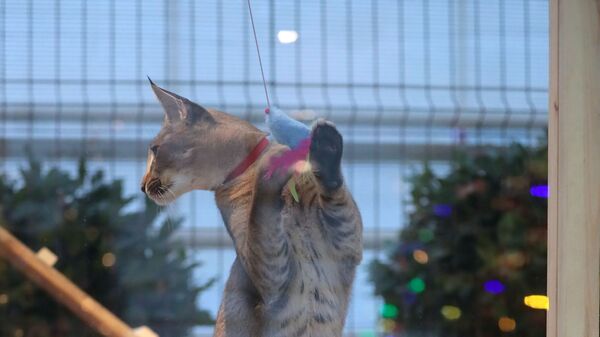 Кошка породы каракет на выставке самых редких домашних кошек в Ботаническом саду МГУ Аптекарский огород