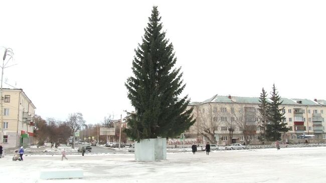 Шок под корешок. Главную новогоднюю ель в Чебаркуле срубили на городской улице