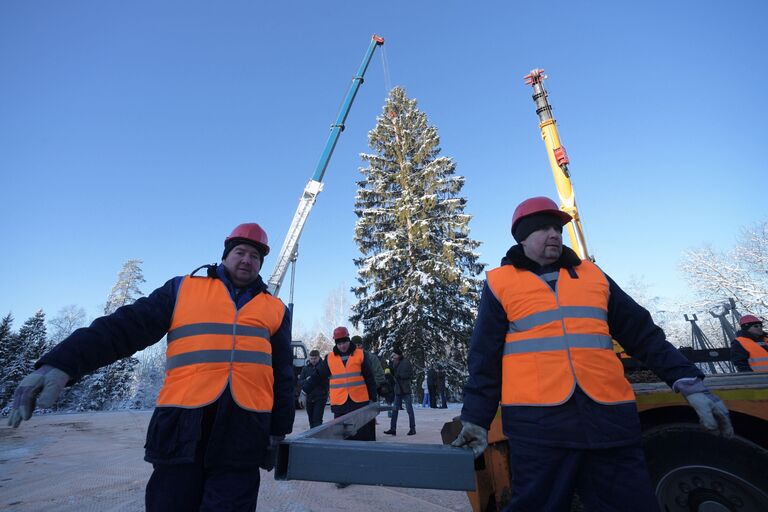 Рубка главной новогодней ели страны в Московской области