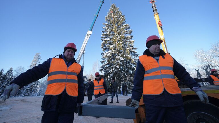 Рубка главной новогодней ели страны в Московской области