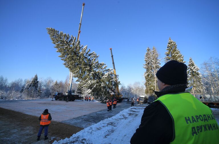 Рубка главной новогодней ели страны в Московской области