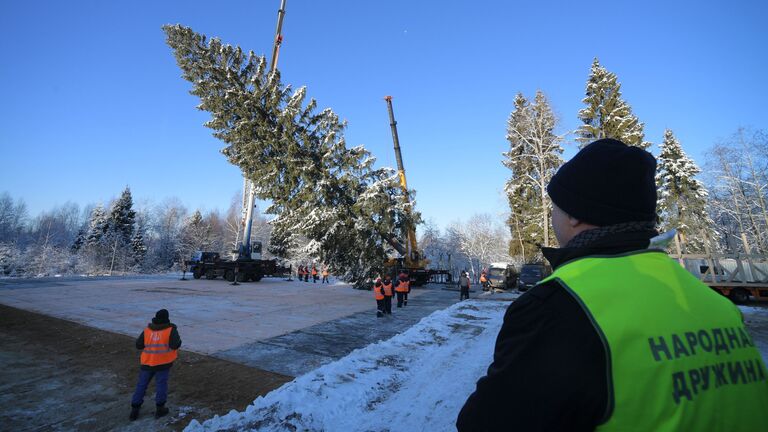 Рубка главной новогодней ели страны в Московской области