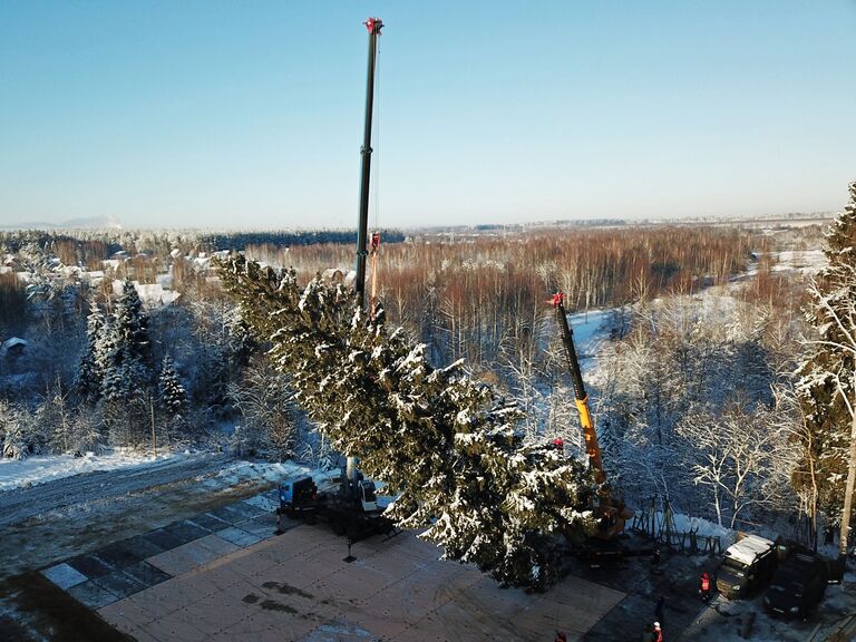 Рубка главной новогодней ели страны в Московской области