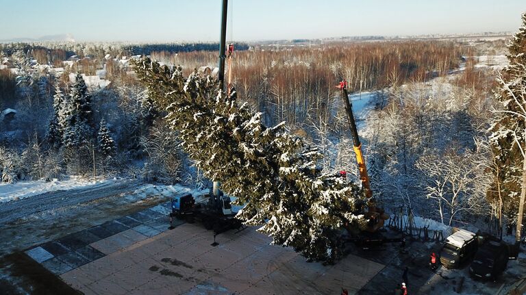 Рубка главной новогодней ели страны в Московской области