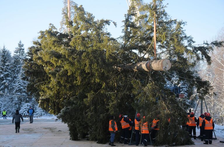 Рубка главной новогодней ели страны в Московской области