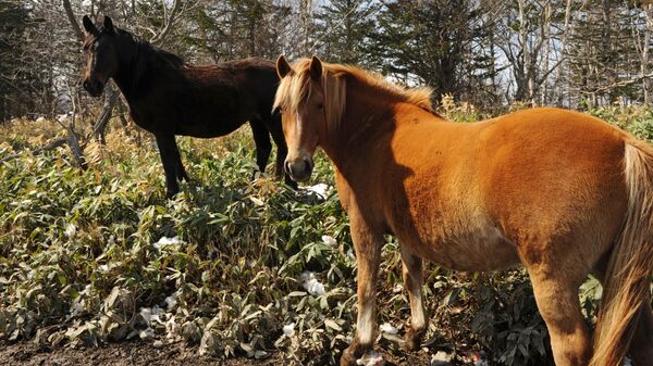 Лошади на острове Кунашир