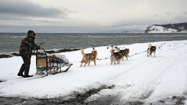 Упряжка ездовых собак на острове Кунашир