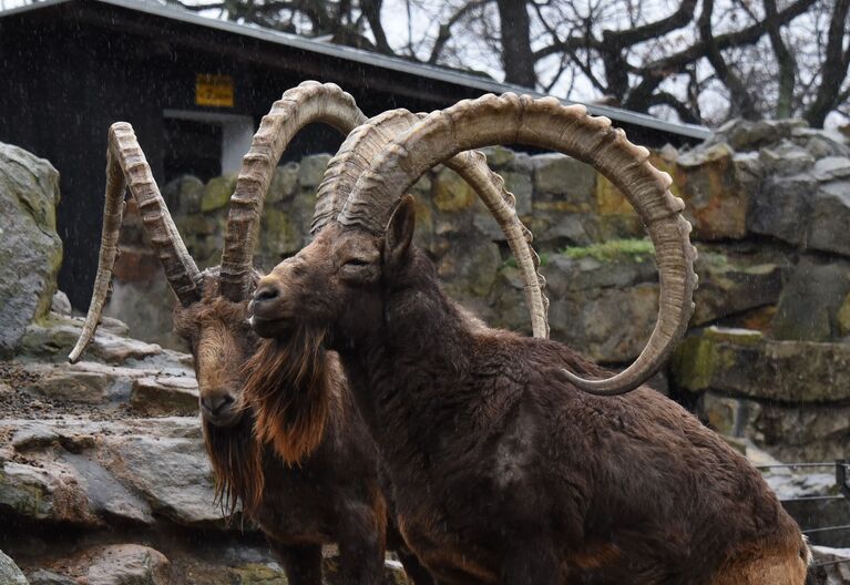 Горные бараны (архары) в Зоологическом саду Берлина (Zoologischer Garten Berlin)