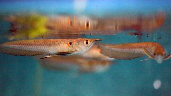Рыба Арована с маскирующим пятном, похожем на третий глаз
