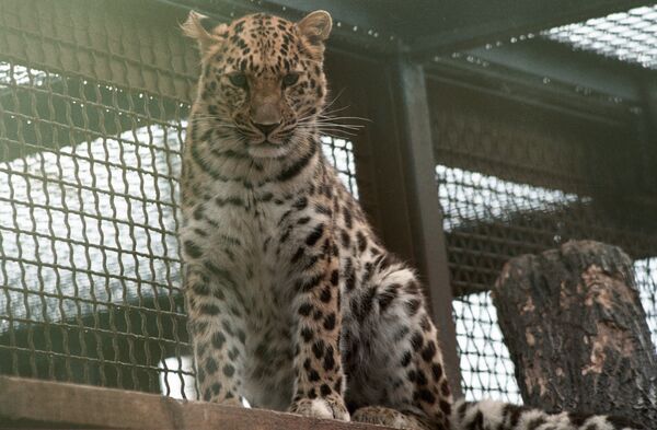 Путин выпустил в вольер Сочинского парка самку леопарда, привезенную из Ирана