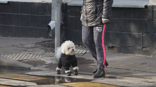 Собака в обуви