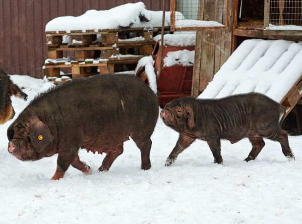 Китайские вислоухие свиньи Мейшан, одна из древнейших пород свиней, на ферме по разведению редких пород свиней в Ленинградской области