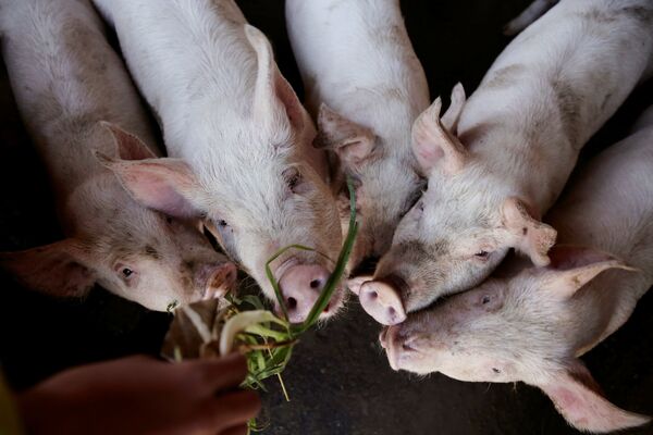 Студент кормит свиней на ферме рядом с начальной школой в Сюаньвэй, провинция Юньнань, Китай