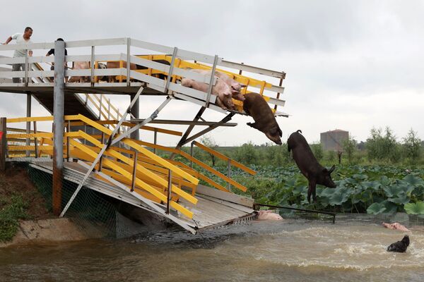 Свиньи прыгают в пруд в Шэньяне, Китай