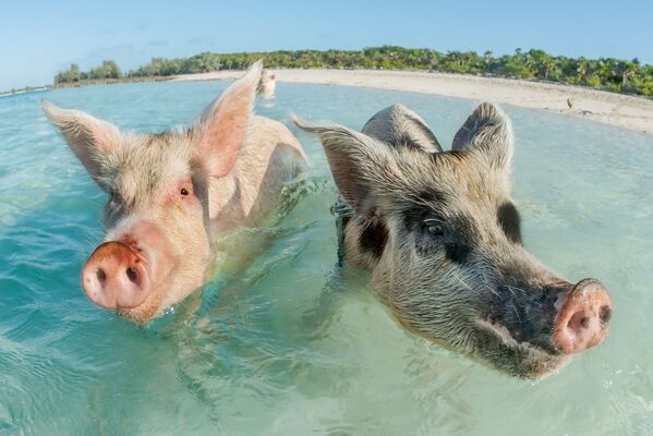 Две свиньи плавают на Багамских островах