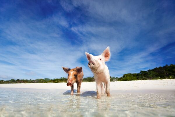 Две свиньи на Багамских островах