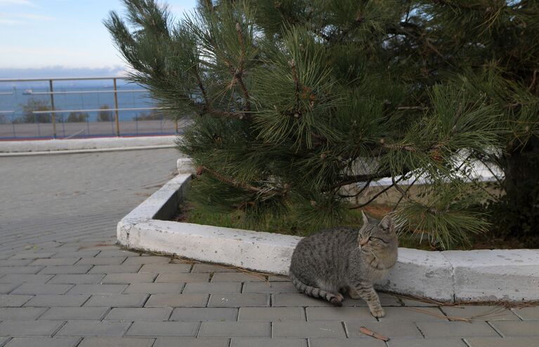 Кошка Кабардинская, санаторий «Надежда SPA&Морской бриз»