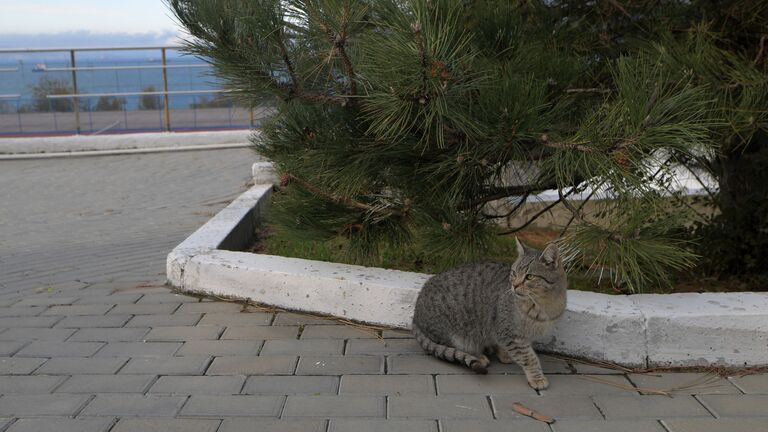 Кошка Кабардинская, санаторий «Надежда SPA&Морской бриз»