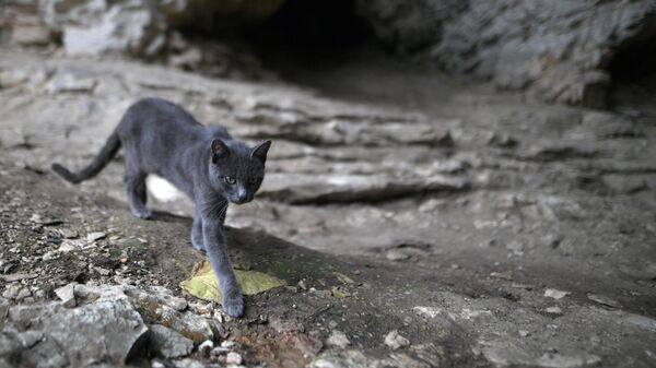 Кошка Ахштырская. Хранительница Ахштырской пещеры – первобытной стоянки пещерного человека